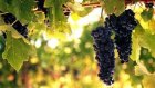 domaine pellerin, vigneron rcoltant dans le Bugey